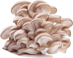 C__fakepath_depositphotos_3658192-stock-photo-oyster-mushrooms-on-a-white