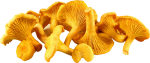 chanterelles-benzin-preview